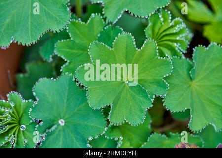 Pretty leaves of alchemilla mollis plant with water droplets on the leaf edges. Perennial cottage garden plant with rain drops. Stock Photo