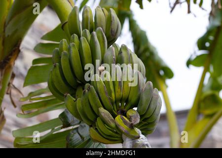 Banana trees are bearing fruit. Close-up bunch of still unripe green mini bananas growing on a tree against the backdrop of palm branches Stock Photo