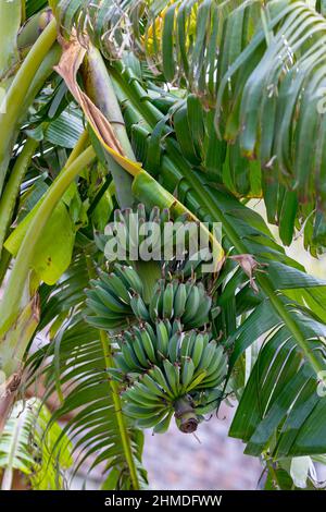 Banana trees are bearing fruit. Close-up bunch of still unripe green mini bananas growing on a tree against the backdrop of palm branches Stock Photo