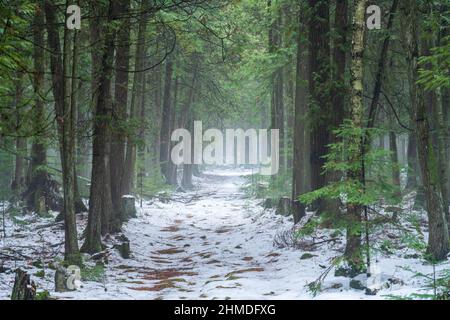 A light fog lends a mysterious feel to an afternoon walk with the dog along a trail in the Baileys Harbor Boreal Forest in Door County Wisconsin. Stock Photo