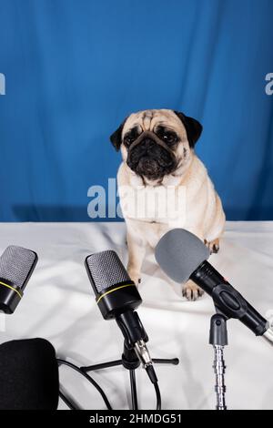various microphones and pug dog sitting on table on blue background Stock Photo