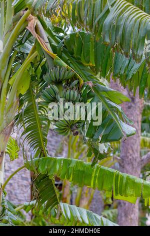 Banana trees are bearing fruit. Close-up bunch of still unripe green mini bananas growing on a tree against the backdrop of palm branches Stock Photo