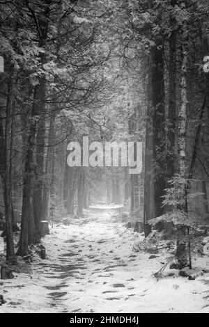 A light fog lends a mysterious feel to an afternoon walk with the dog along a trail in the Baileys Harbor Boreal Forest in Door County Wisconsin. Stock Photo