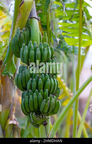 Banana trees are bearing fruit. Close-up bunch of still unripe green mini bananas growing on a tree against the backdrop of palm branches Stock Photo