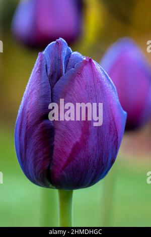 Tulipa Queen of the Night flower growing in the garden. Spring flowering purple black tulip bulb. Closeup. Stock Photo