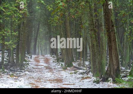 A light fog lends a mysterious feel to an afternoon walk with the dog along a trail in the Baileys Harbor Boreal Forest in Door County Wisconsin. Stock Photo