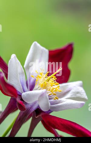 Red, purple and white aquilegia glandulosa flower on a green background in portrait format. Macro photo of a single columbine bloom in Spring. Stock Photo