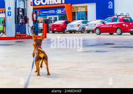 Puerto Aventuras Mexico 02. February 2022 Dog on leash is waiting in front of GOmart shop store at Gulf petrol gas station in Puerto Aventuras in Quin Stock Photo