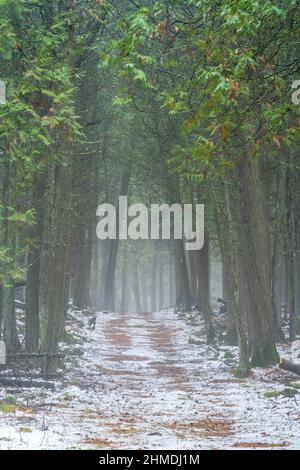 A light fog lends a mysterious feel to an afternoon walk with the dog along a trail in the Baileys Harbor Boreal Forest in Door County Wisconsin. Stock Photo