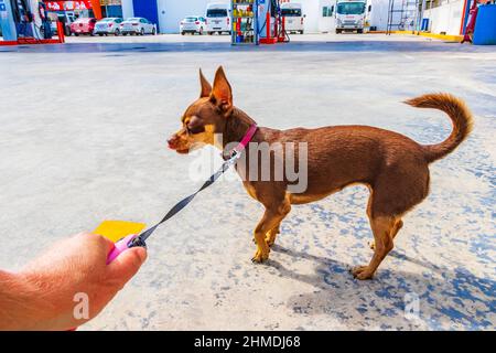 Puerto Aventuras Mexico 02. February 2022 Dog on leash is waiting in front of GOmart shop store at Gulf petrol gas station in Puerto Aventuras in Quin Stock Photo