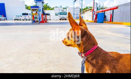 Dog on leash is waiting in front of GOmart shop store at Gulf petrol gas station in Puerto Aventuras in Quintana Roo Mexico. Stock Photo