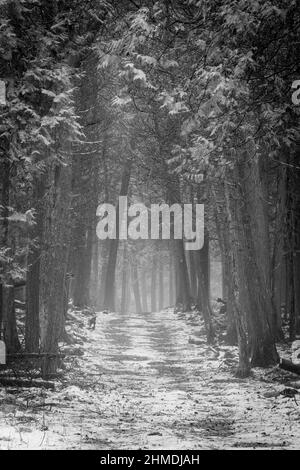 A light fog lends a mysterious feel to an afternoon walk with the dog along a trail in the Baileys Harbor Boreal Forest in Door County Wisconsin. Stock Photo