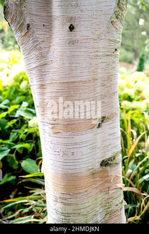 Betula Utilis, attractive white peeling bark of this Himalayan birch. Stock Photo