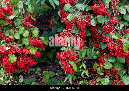 viburnum betulifolium,birch leaf viburnum,red,birchleaf viburnum,berries Stock Photo