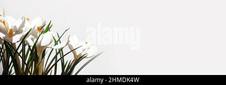 Panorama of white crocuses on white background, panoramic spring banner with copy space Stock Photo