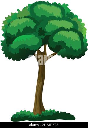 Realistic green deciduous tree isolated on white background - Vector ...