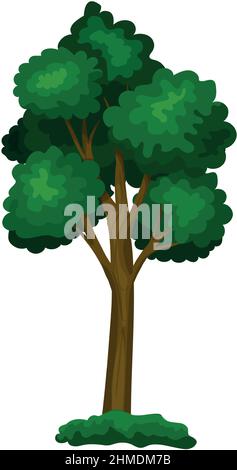 Realistic green deciduous tree isolated on white background - Vector ...