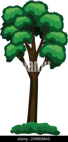 Realistic green tall pine tree isolated on white background - Vector ...