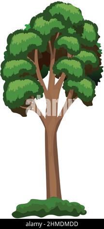 Realistic green tall pine tree isolated on white background - Vector ...