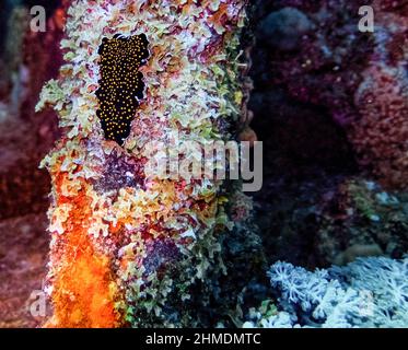 A Gold Spotted Flatworm (Thysanozoon nigropapillosum) in the Red Sea Stock Photo