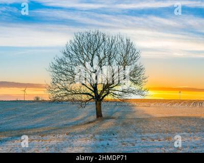 Wintry tree in the afterglow Stock Photo