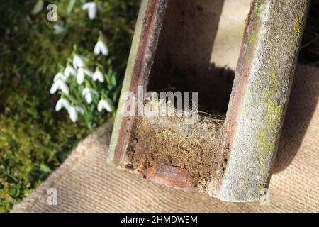 an old bird house and snowdrops Stock Photo