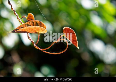 Young leaves of climbing plant Stock Photo