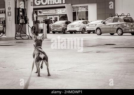Puerto Aventuras Mexico 02. February 2022 Black and white picture of a dog on leash is waiting in front of GOmart shop store at Gulf petrol gas statio Stock Photo