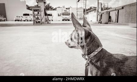 Black and white picture of a dog on leash is waiting in front of GOmart shop store at Gulf petrol gas station in Puerto Aventuras in Quintana Roo Mexi Stock Photo