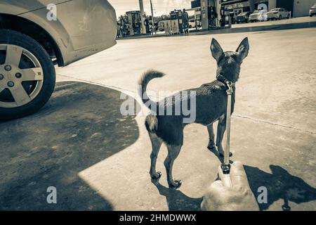 Puerto Aventuras Mexico 02. February 2022 Black and white picture of a dog on leash is waiting in front of GOmart shop store at Gulf petrol gas statio Stock Photo