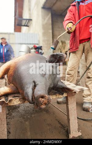 pig carcass. the slaughter was carried out, the animal's skin was damaged by open fire. village yard Stock Photo