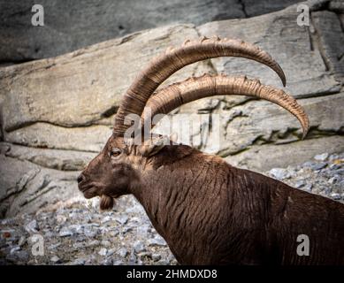 A male Ibex (mountain goat) with impressive horns, in a profile view Stock Photo