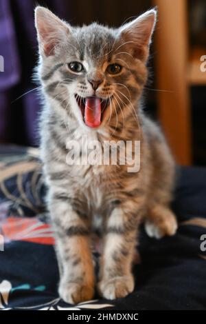 A beautiful, cute, fluffy, light grey, gray, tabby kitten, domestic cat, Felis catus, with their mouth open showing their tongue, comical pose Stock Photo