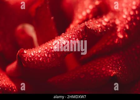 Selective focus red rose. Macro view of petals. Stock Photo