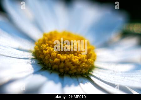 Defocus white daisy chamomile flower macro closeup. Close-up of fresh flowers white daisy. Macro. Shallow depth of field. Yellow bloom head. Out of fo Stock Photo