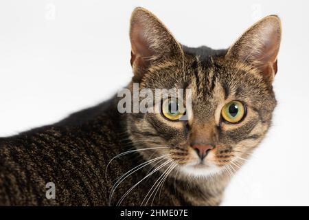 Close-up view of a she-cat head looking straight into the camera. Stock Photo