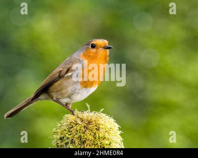 Robin foraging in mid Wales Stock Photo