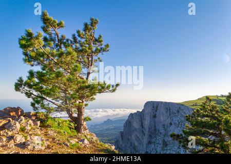 Pine tree on a steep cliff with a sea and mountains view .Relict pine on the rock. Crimea, the Black Sea coast. Stock Photo