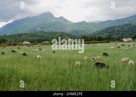 Flock of sheep grazing on green meadows in the hinterlands of Moriani Plage. Corsica, France. High quality photo Stock Photo