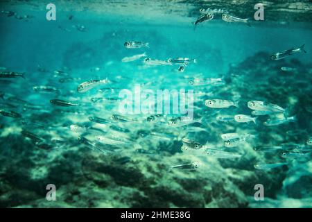 Fishes swimming above rocks in turquoise color sea Stock Photo