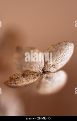 Withered hydrangea paniculata flowers closeup over brown blur background. Macro photo of dried Hortensia flowers. Stock Photo
