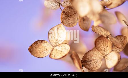Withered hydrangea paniculata flowers closeup over purple blurred background. Macro photo of dried Hortensia flowers. Stock Photo