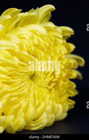 A yellow chrysanthemum flower on a black background. Stock Photo