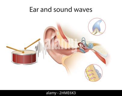 Ear and sound waves isolated on white background Stock Photo