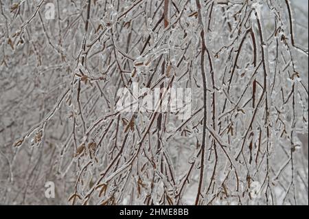 Birch branches with dry catkins covered with ice crust after freezing rain on a blurred background Stock Photo
