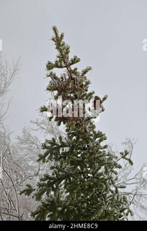Branches of spruce covered with ice after rain Stock Photo