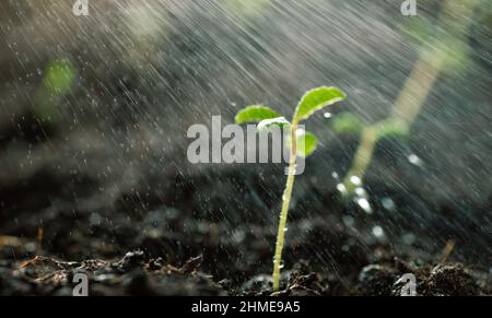 Green sprout growing from the ground. Watering seeds with water, rain falls on a small green sprout, new or startup concept. Stock Photo
