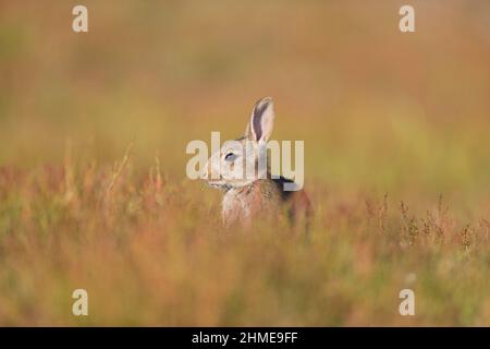 European Rabbit (Oryctolagus cuniculus) young standing on grassland, feeding, Suffolk, England, June