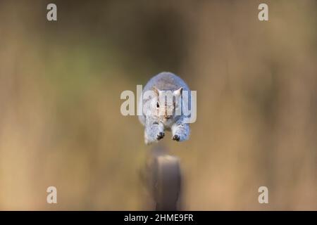 Eastern Grey Squirrel (Sciurus carolinensis) introduced species, adult running on fence, Suffolk, England, January Stock Photo