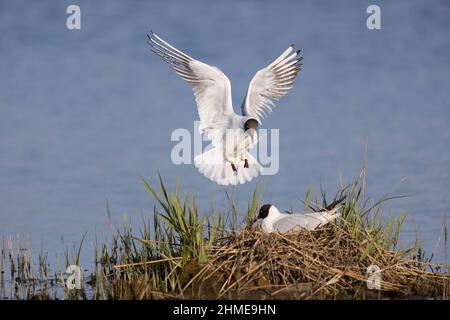 Black-headed Gull (Larus ridibundus) 2 summer plumage adults, 1 flying with nest material in beak to join partner on nest, Suffolk, England, April Stock Photo